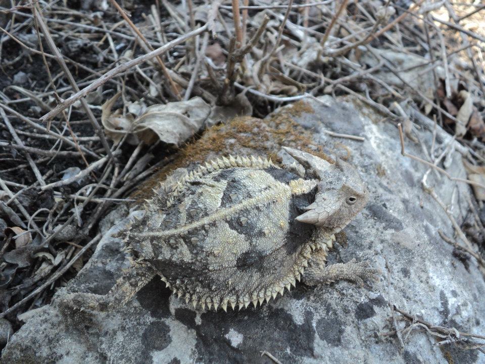 Mexican Horned Lizard