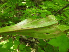 Phytosciara greylockensis