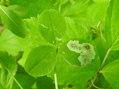 Liriomyza fricki