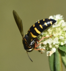 Bicyrtes insidiatrix