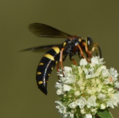 Bicyrtes insidiatrix