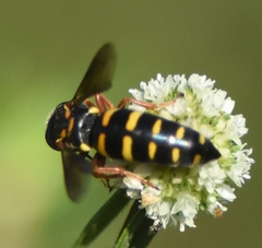 Bicyrtes insidiatrix