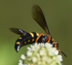 Bicyrtes insidiatrix