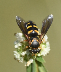 Bicyrtes insidiatrix