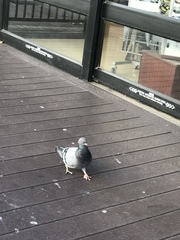 Columba livia domestica