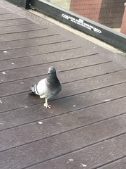 Columba livia domestica