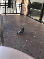 Columba livia domestica