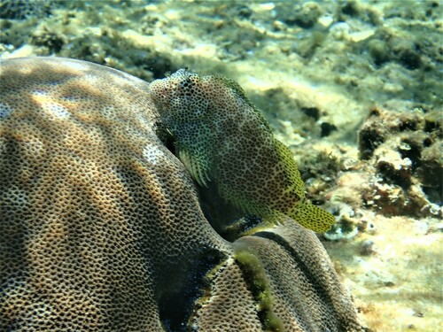Photo of Leopard blenny (Exallias brevis)