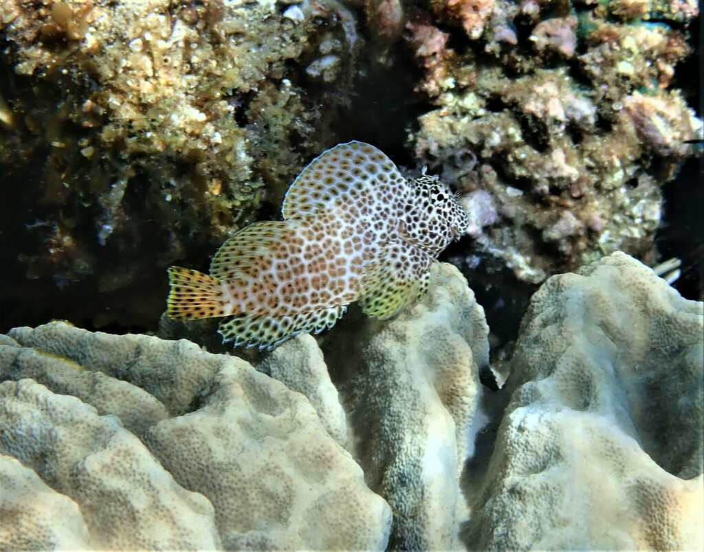 Photo of Leopard blenny (Exallias brevis)