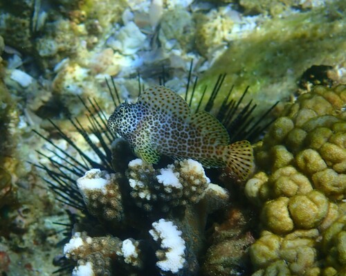 Photo of Leopard blenny (Exallias brevis)
