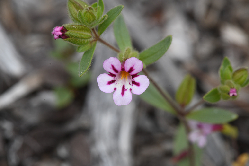 Viscid monkeyflower