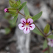 Viscid Monkeyflower - Photo (c) Chloe and Trevor Van Loon, some rights reserved (CC BY), uploaded by Chloe and Trevor Van Loon