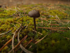 Entoloma rusticoides