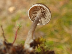 Entoloma rusticoides