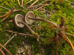 Entoloma rusticoides