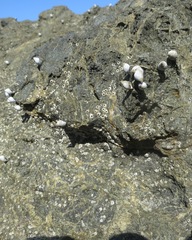 Echinolittorina modesta