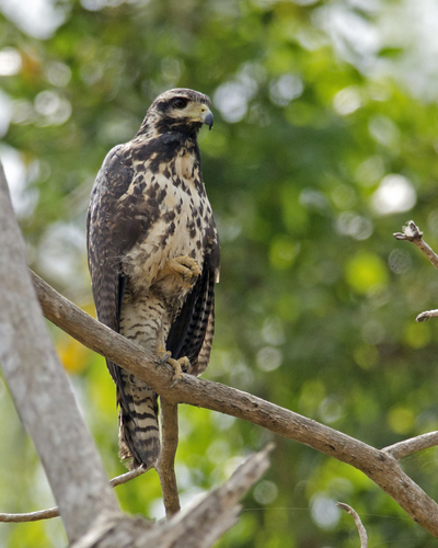 Common Black Hawk