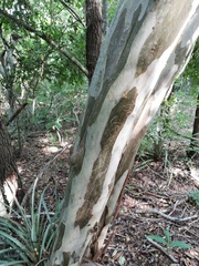 Libidibia sclerocarpa