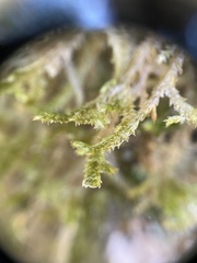 Neckera pennata image