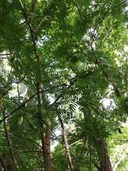 Libidibia sclerocarpa