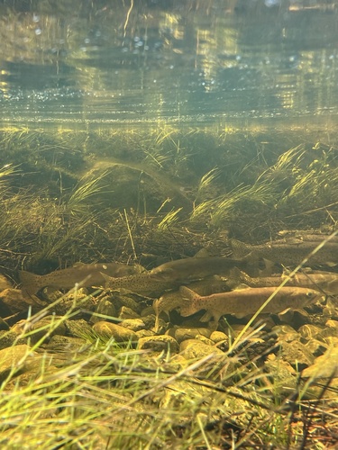 Lahontan Cutthroat Trout