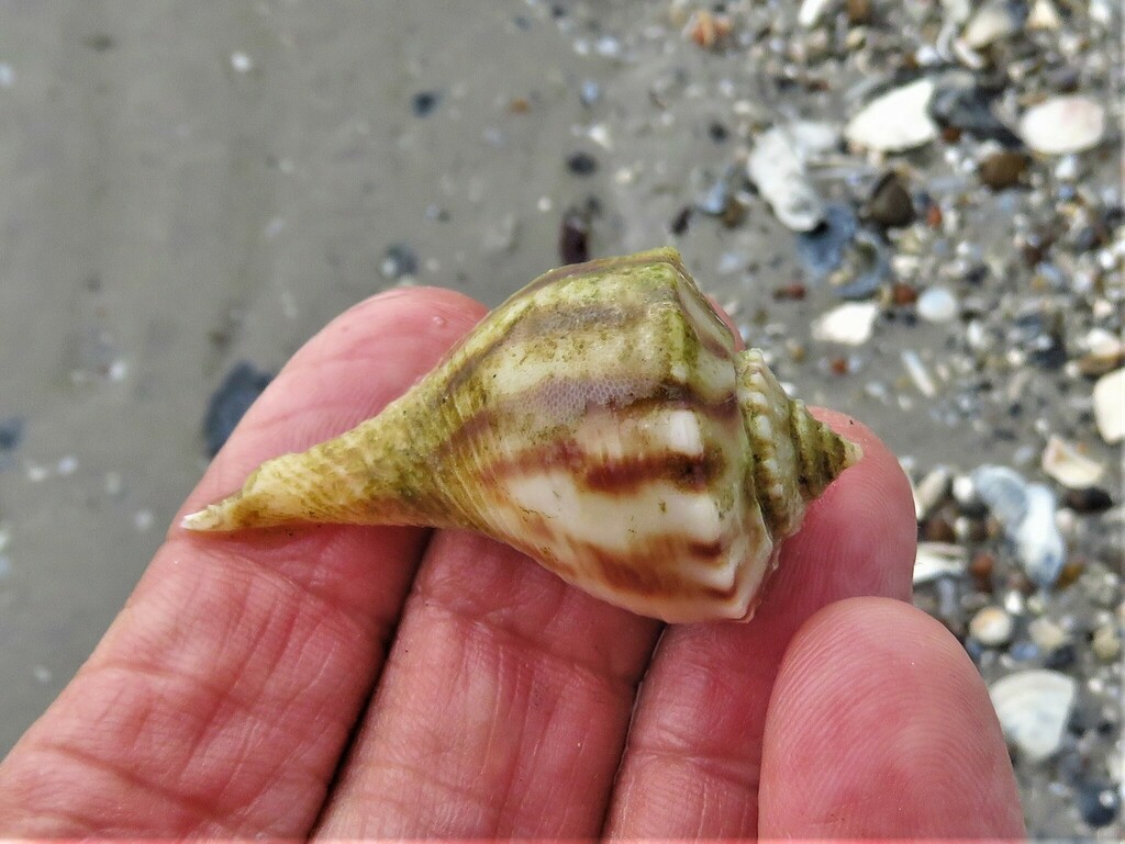 splendid whelk