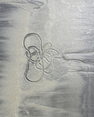 Olivella semistriata