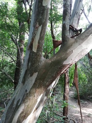 Libidibia sclerocarpa