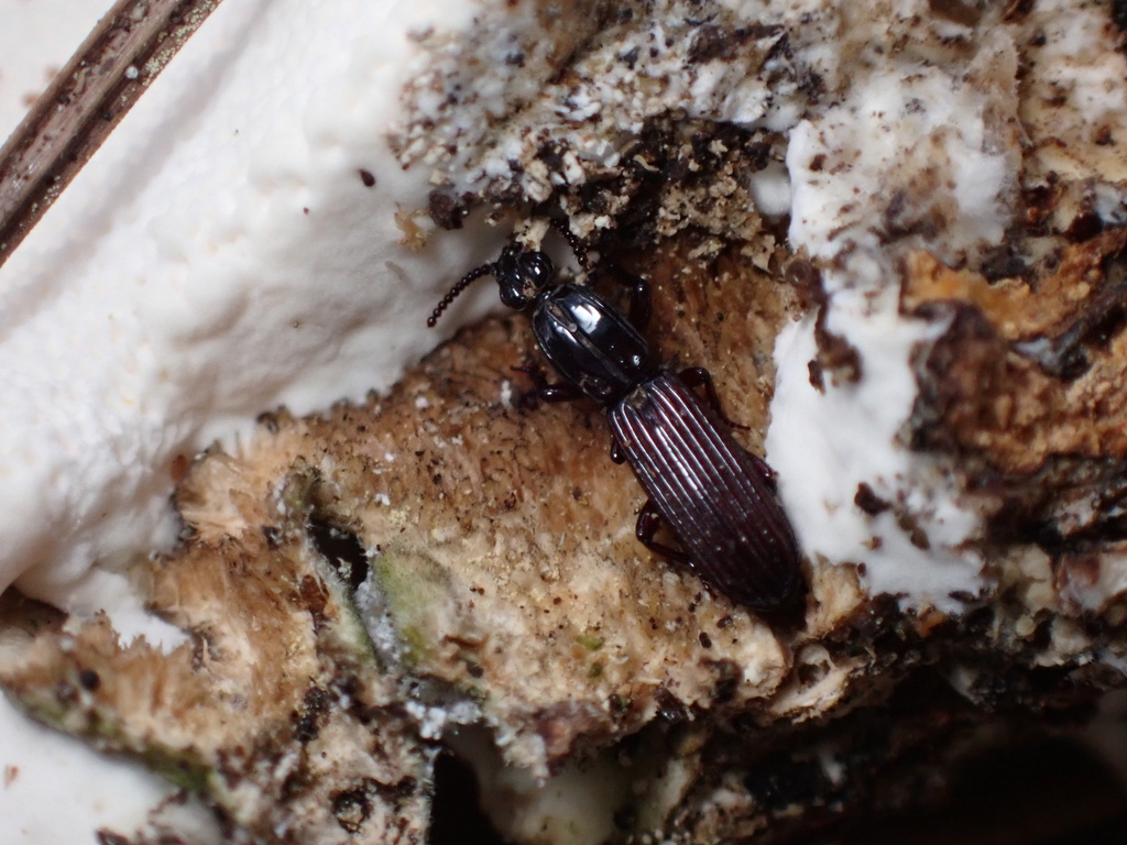 Carved Slope Beetle