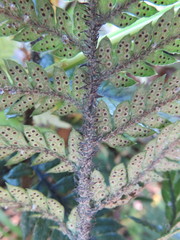 Polystichum neozelandicum neozelandicum