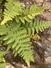 Cleveland's Lipfern - Photo (c) er-birds, some rights reserved (CC BY), uploaded by er-birds