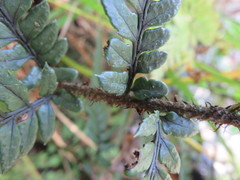 Polystichum neozelandicum neozelandicum
