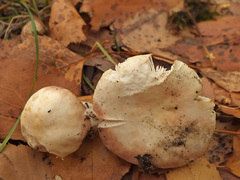 Russula exalbicans image