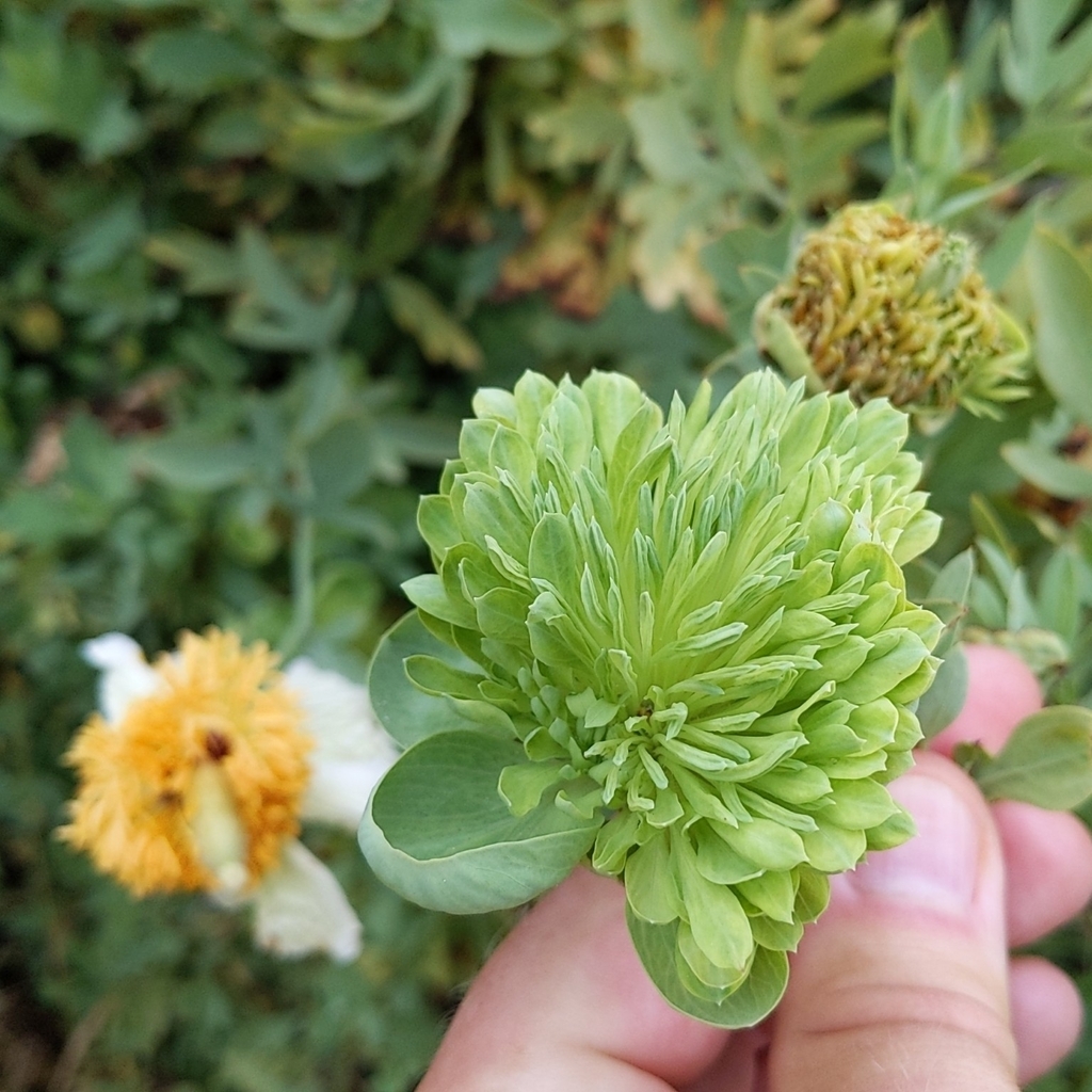 Romneya coulteri, Cleveland National Forest, Riverside County, US-CA, US