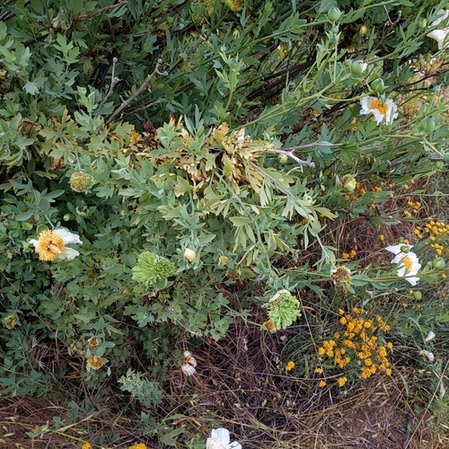 Romneya coulteri