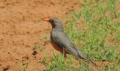 Turdus tephronotus