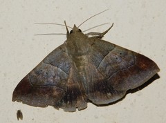 Achaea indeterminata
