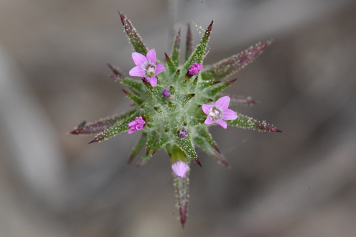 Gowen's Navarretia (Navarretia miwukensis)