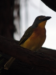 Malaconotus blanchoti