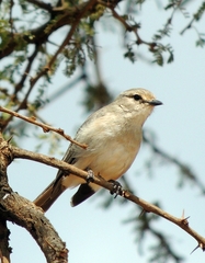 Bradornis microrhynchus
