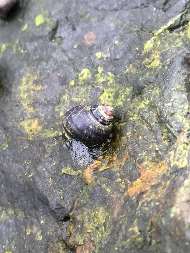 Littorina sitkana