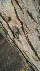 Apateticus lineolatus