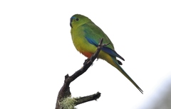 Neophema chrysogaster