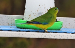 Neophema chrysogaster