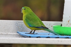 Neophema chrysogaster