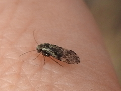 Loensia moesta
