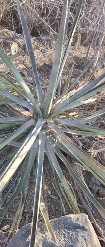Agave aktites