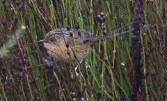 Stipiturus malachurus