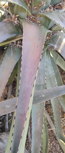 Agave aktites