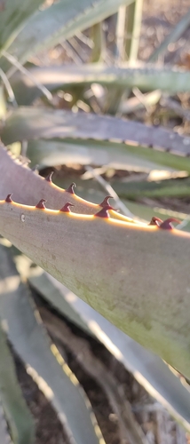 Agave aktites